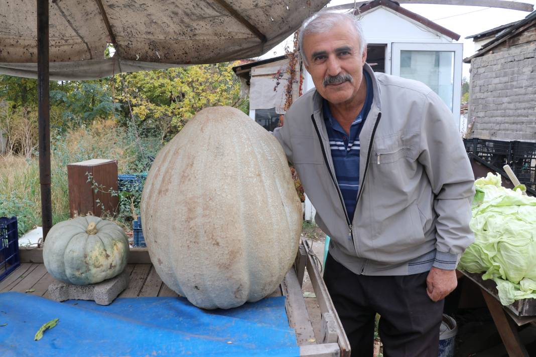 51 kiloluk dev kabak! 2 kişinin yardımıyla taşınıyor 3